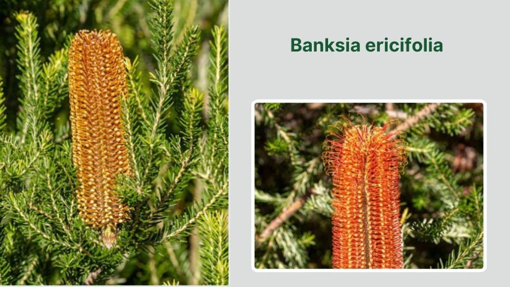 Banksia ericifolia