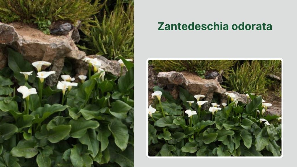 Zantedeschia odorata