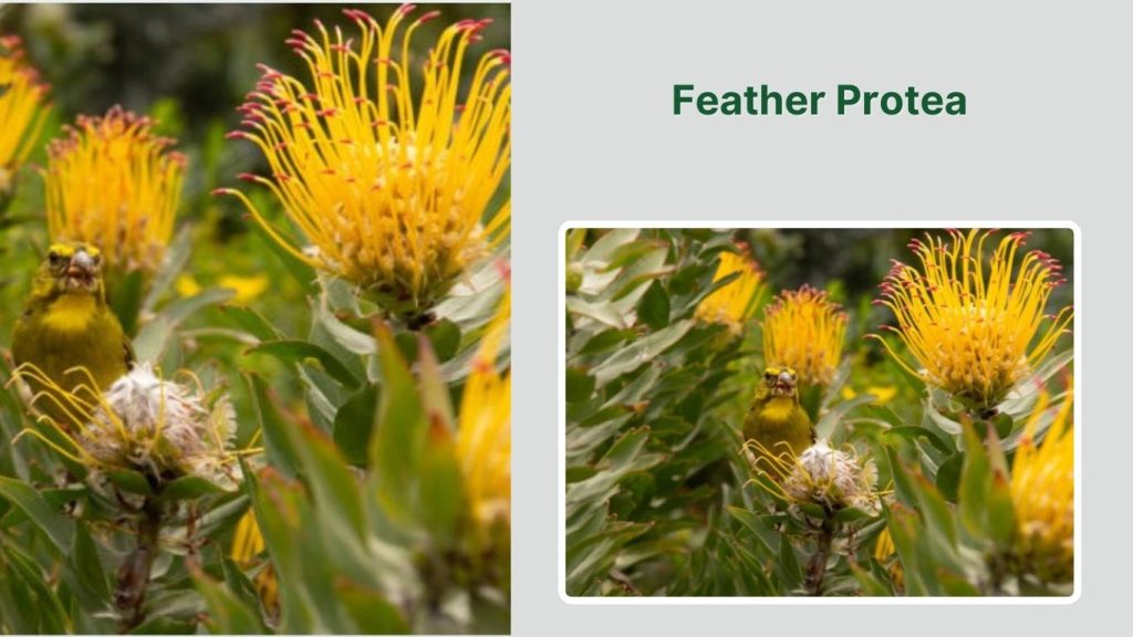 Feather Protea