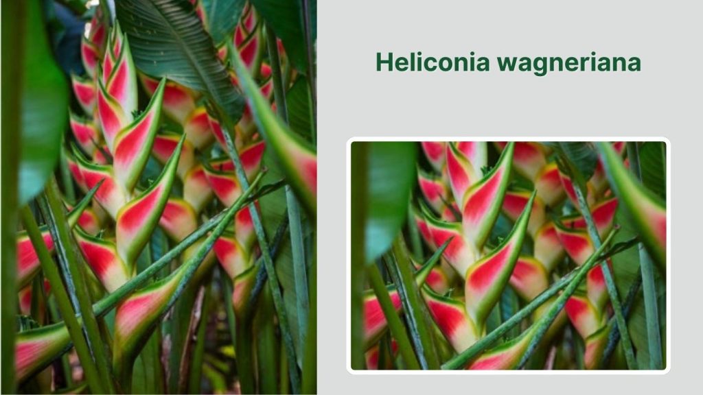 Heliconia wagneriana