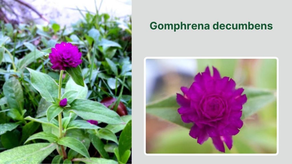 Gomphrena decumbens
