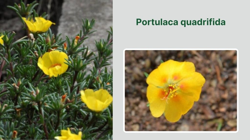 Portulaca quadrifida