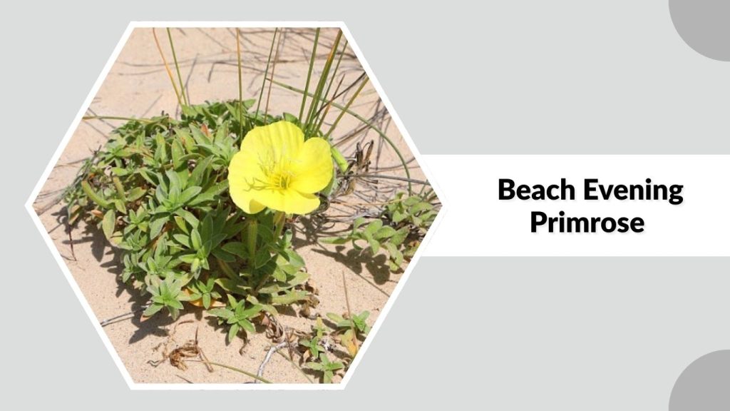 Beach Evening Primrose 