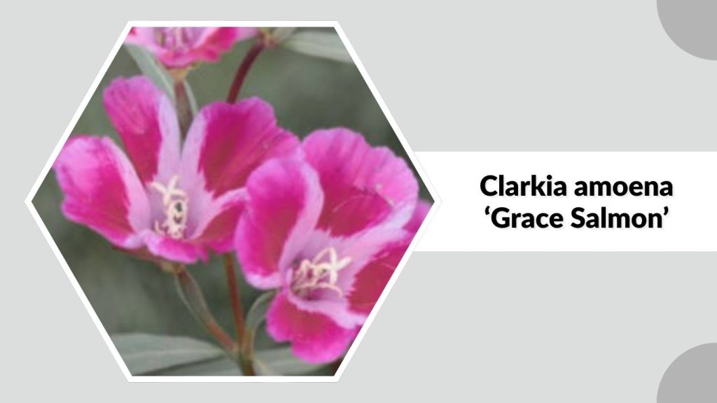 Clarkia amoena ‘Grace Salmon’
