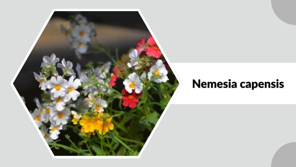 Nemesia capensis