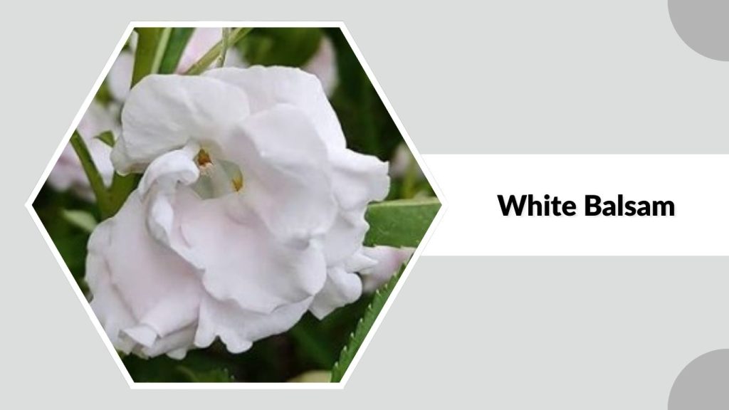 White Balsam