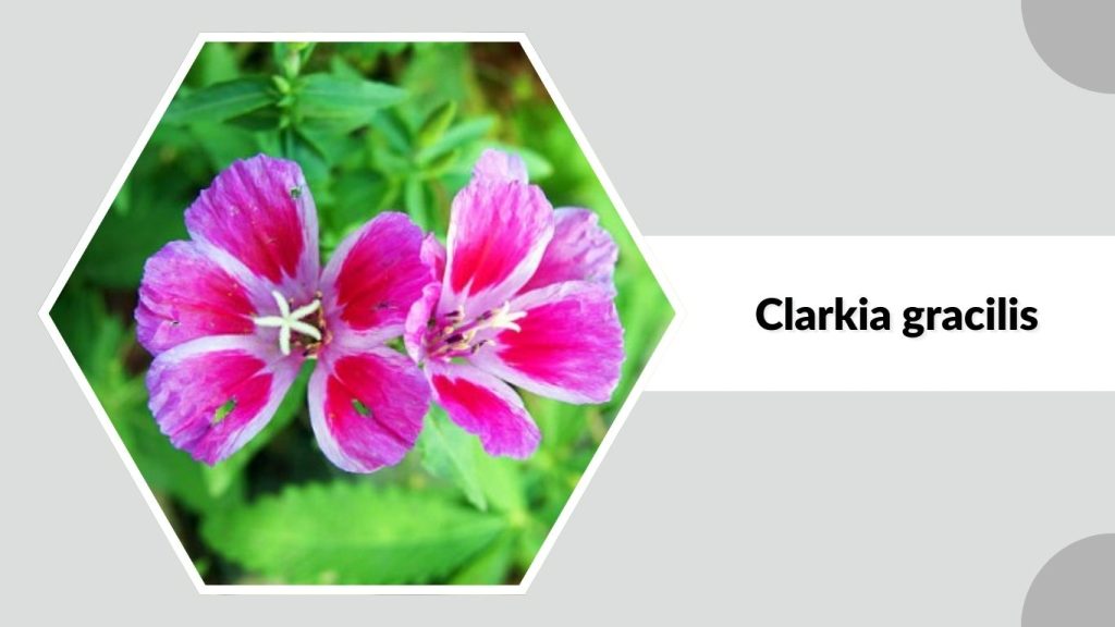 Clarkia gracilis 