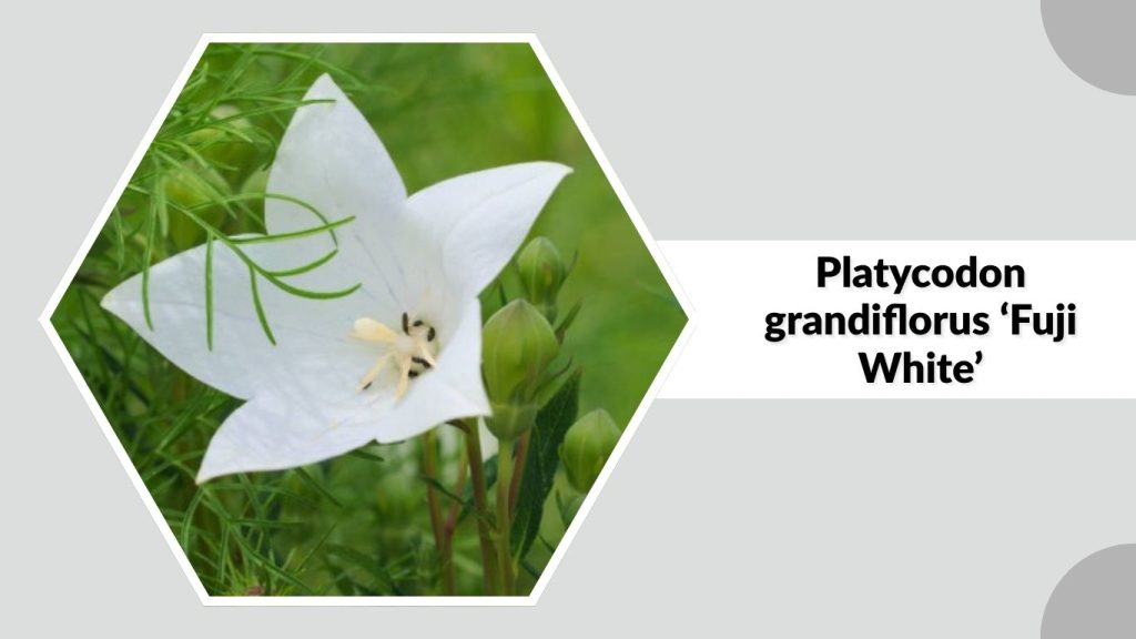Platycodon grandiflorus ‘Fuji White’