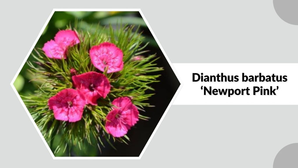 Dianthus barbatus ‘Newport Pink’