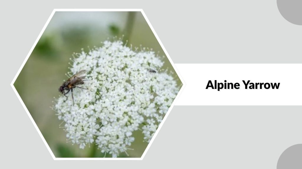 Alpine Yarrow