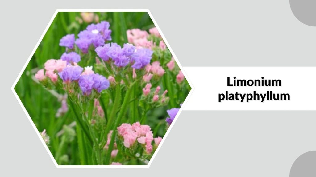  Limonium platyphyllum