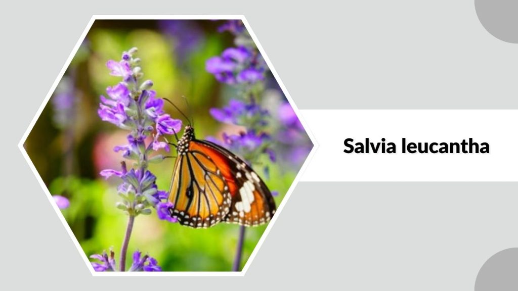 Salvia leucantha