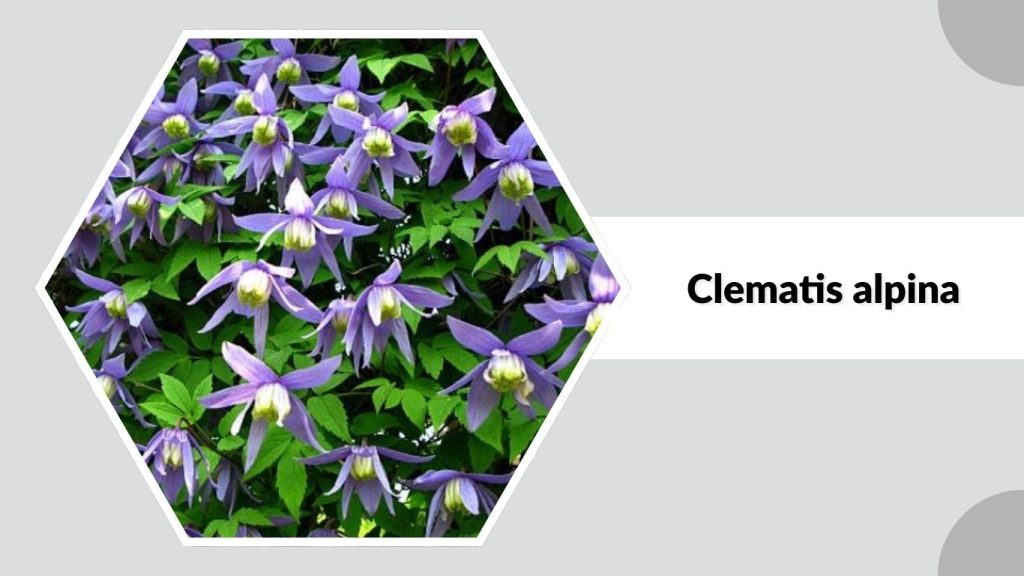  Clematis alpina