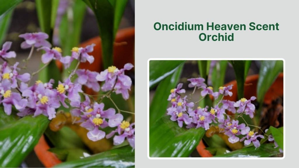 Oncidium Heaven Scent Orchid