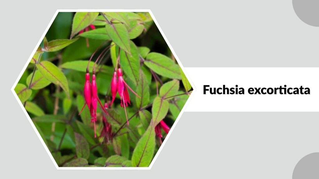 Fuchsia excorticata
