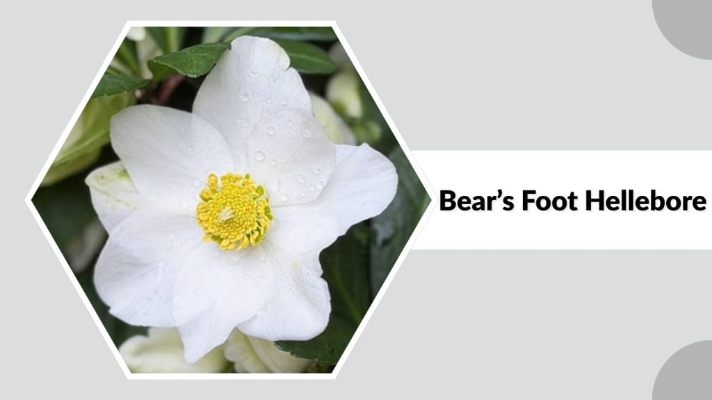Bear’s Foot Hellebore