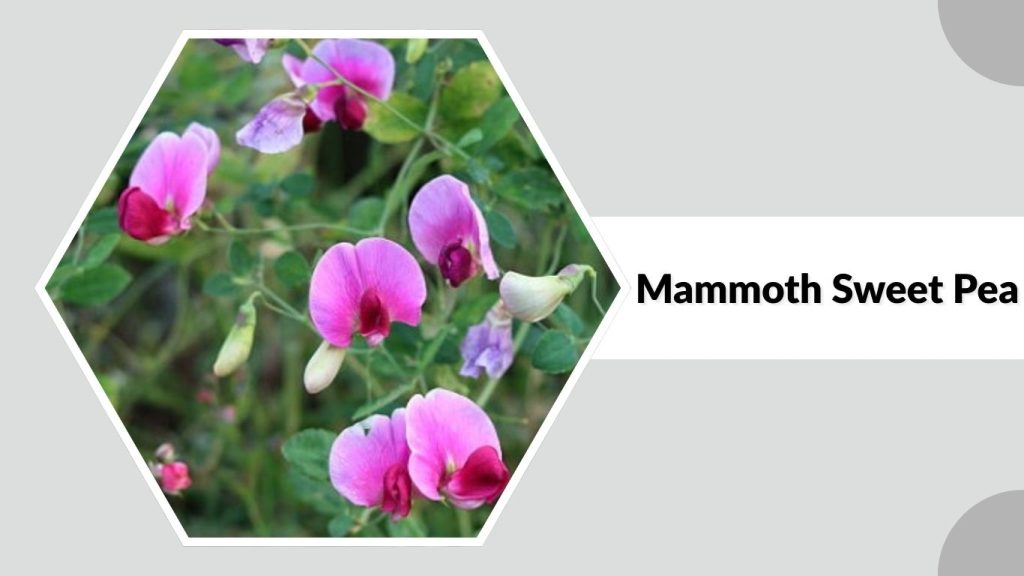 Mammoth Sweet Pea