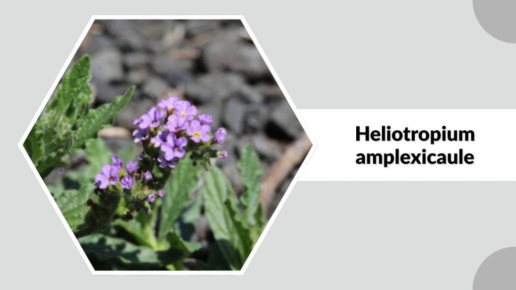 Heliotropium amplexicaule