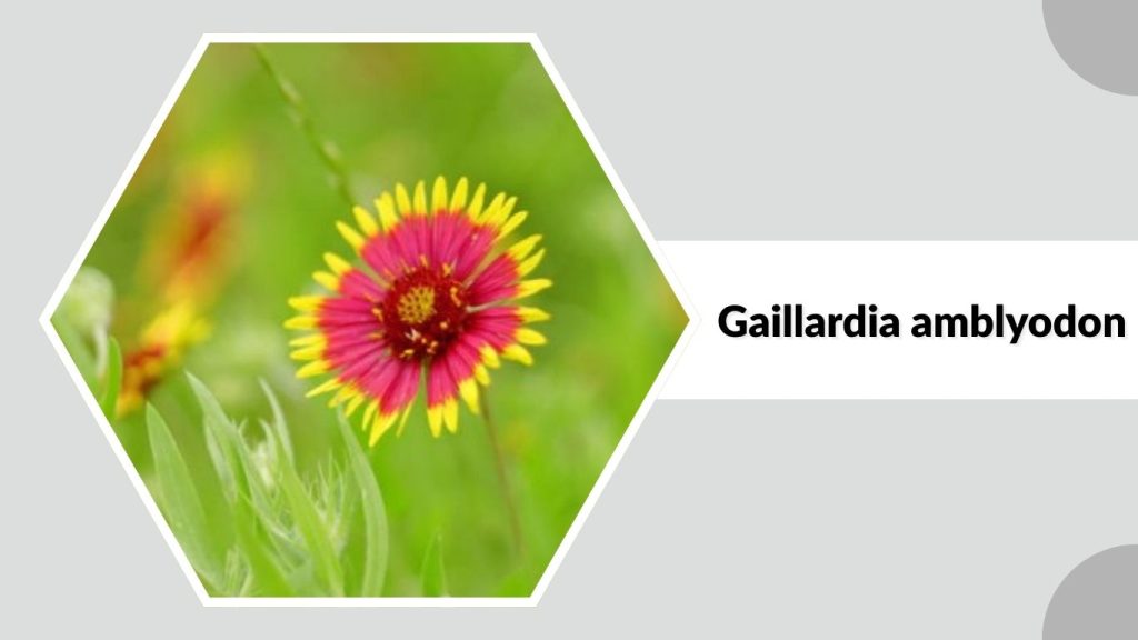 Gaillardia amblyodon