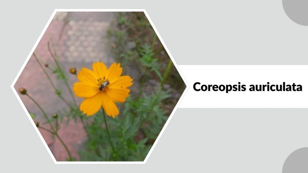 Coreopsis auriculata