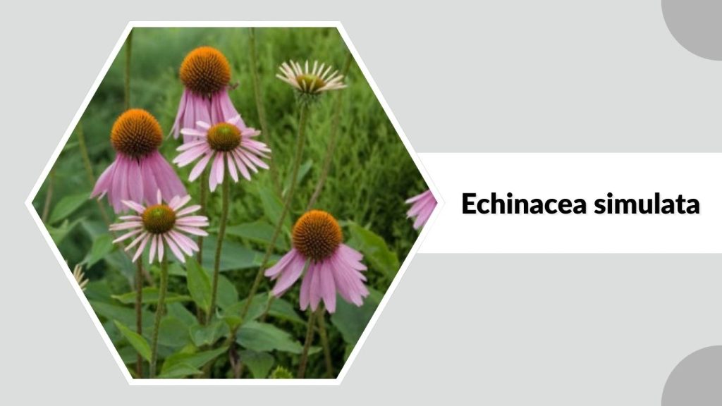 Echinacea simulata 