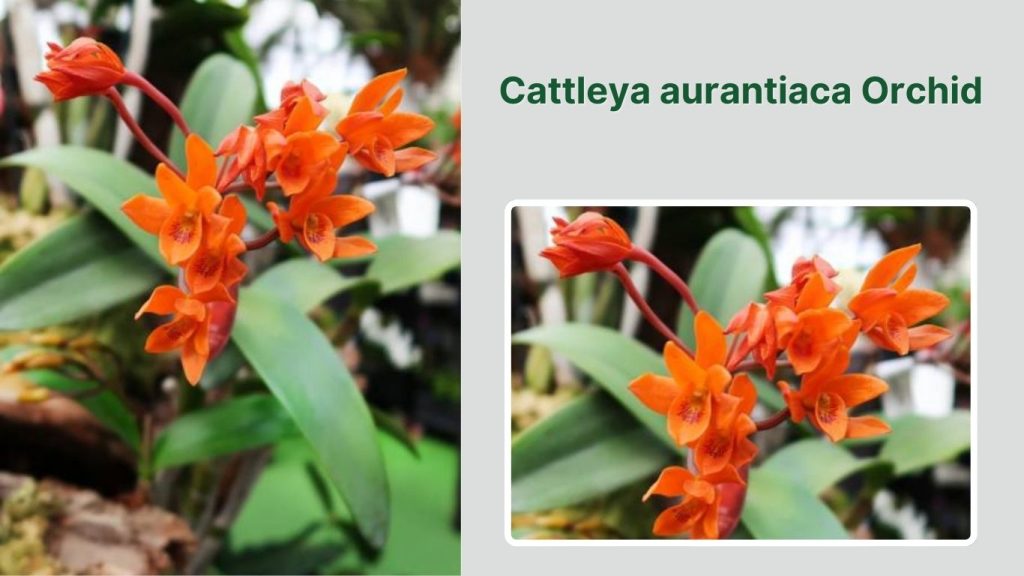 Cattleya aurantiaca Orchid