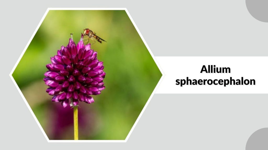Allium sphaerocephalon
