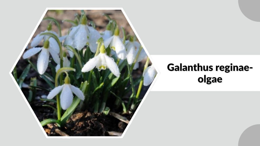 Galanthus reginae-olgae