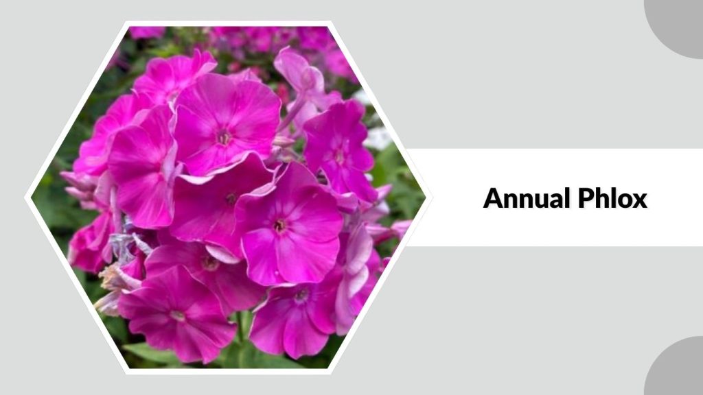 Annual Phlox