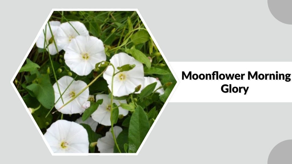Moonflower Morning Glory