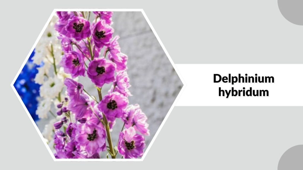 Delphinium hybridum