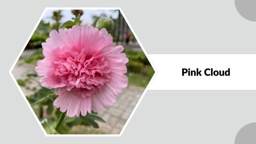 Alcea rosea ‘Pink Cloud’