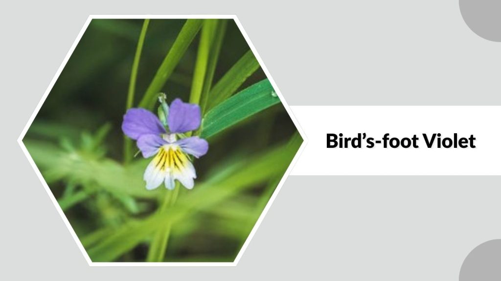 Bird’s-foot Violet