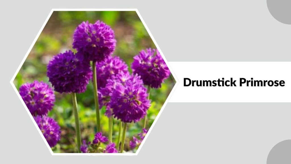Drumstick Primrose