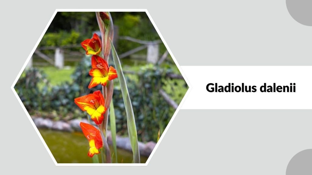 Gladiolus dalenii