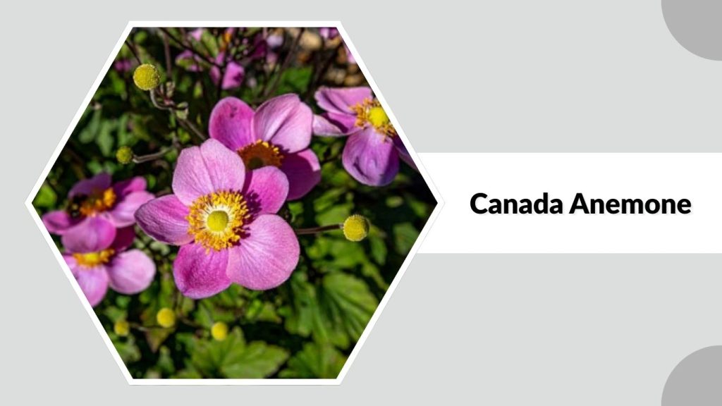 Canada Anemone