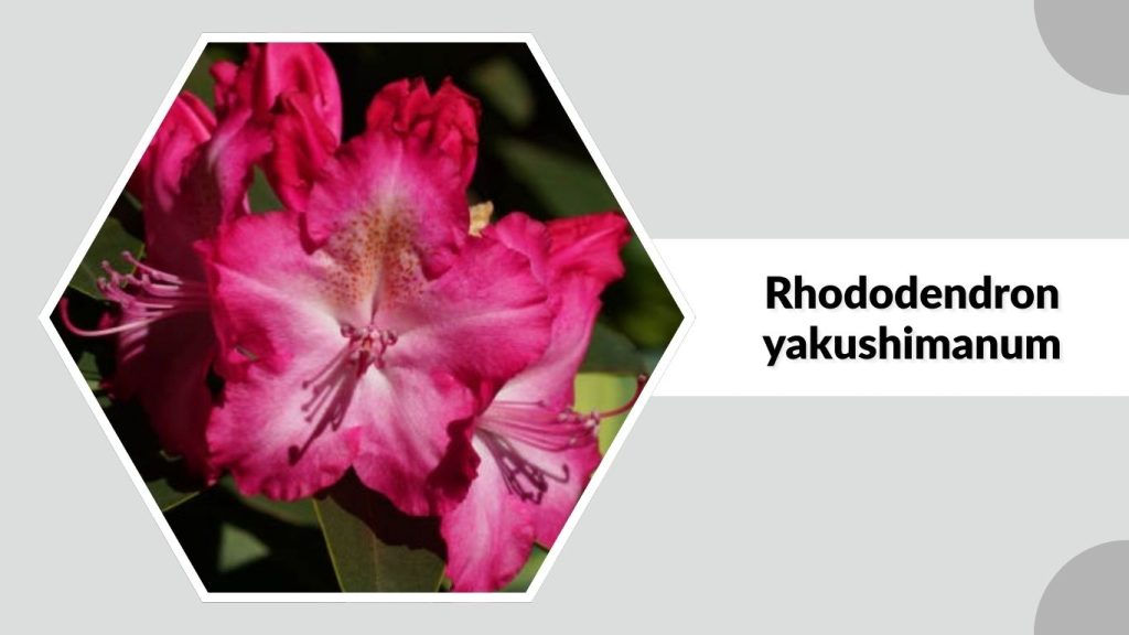 Rhododendron yakushimanum
