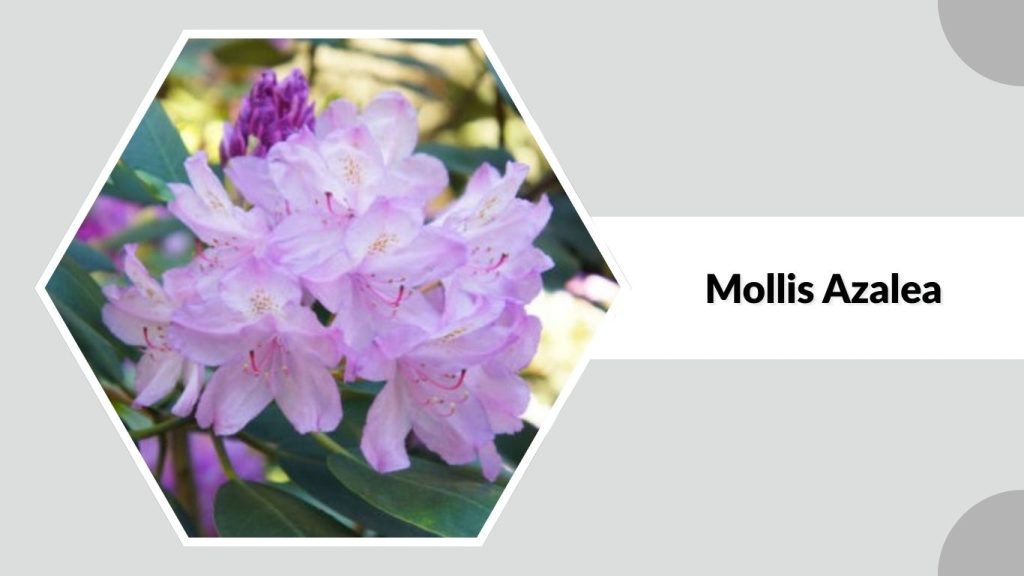 Mollis Azalea