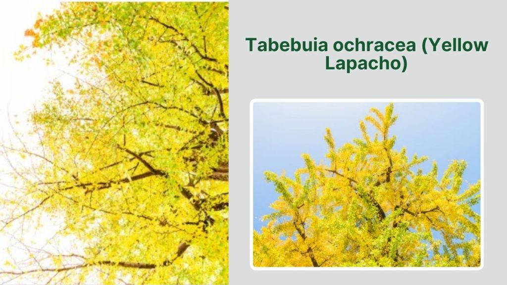  Tabebuia ochracea (Yellow Lapacho)