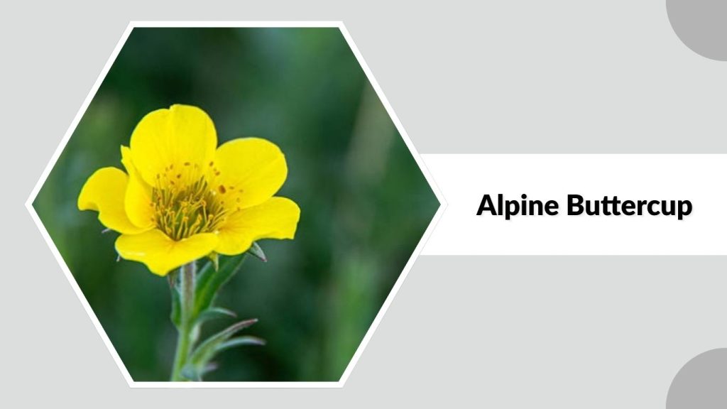 Alpine Buttercup