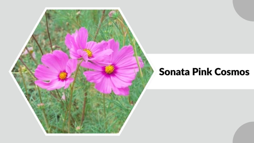 Sonata Pink Cosmos