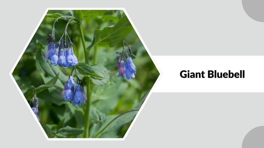 Giant Bluebell