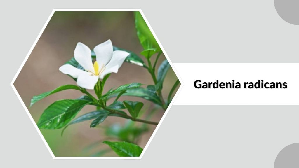 Gardenia radicans