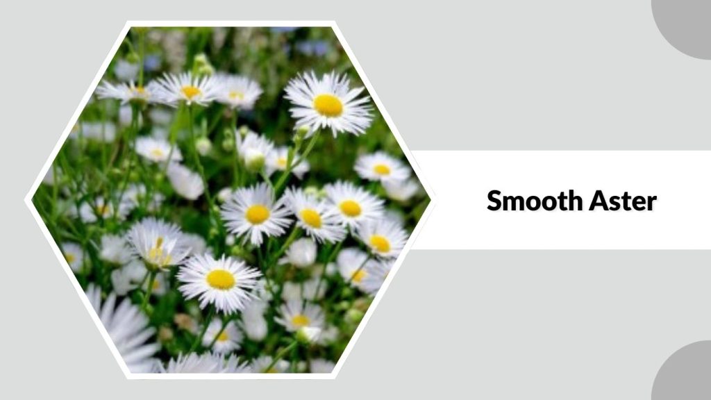Smooth Aster