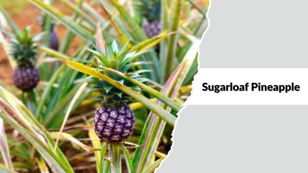  Sugarloaf Pineapple