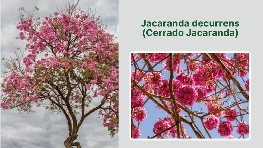 Jacaranda decurrens (Cerrado Jacaranda)