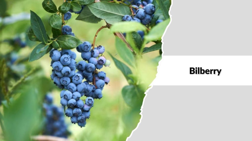  Bilberry