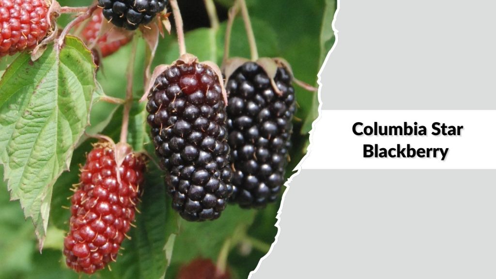 Columbia Star Blackberry