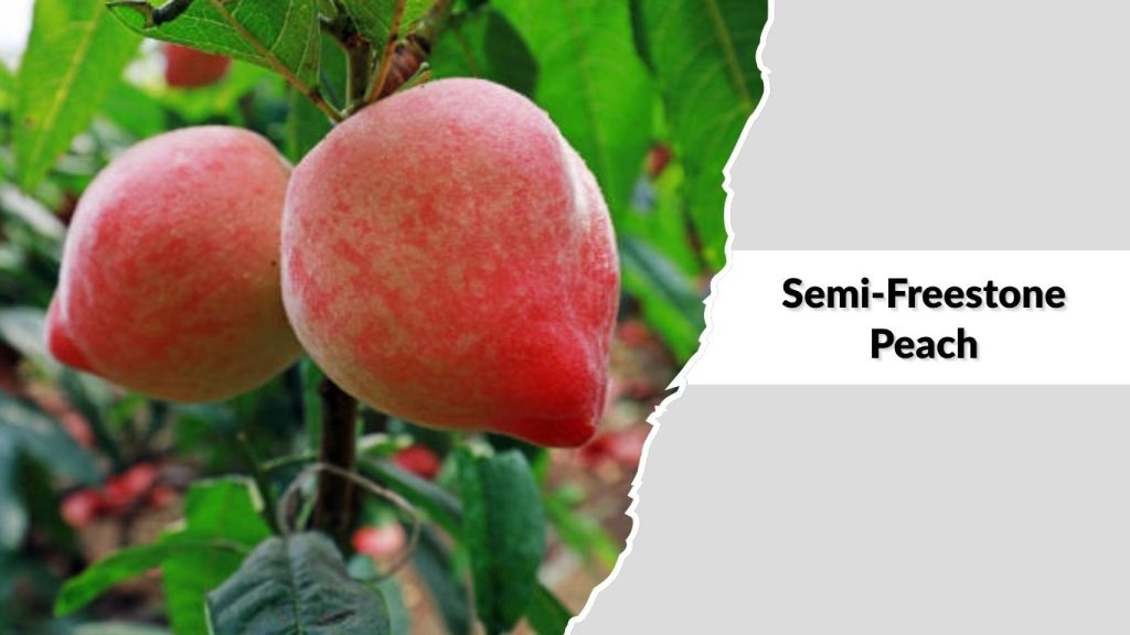 Semi-Freestone Peach