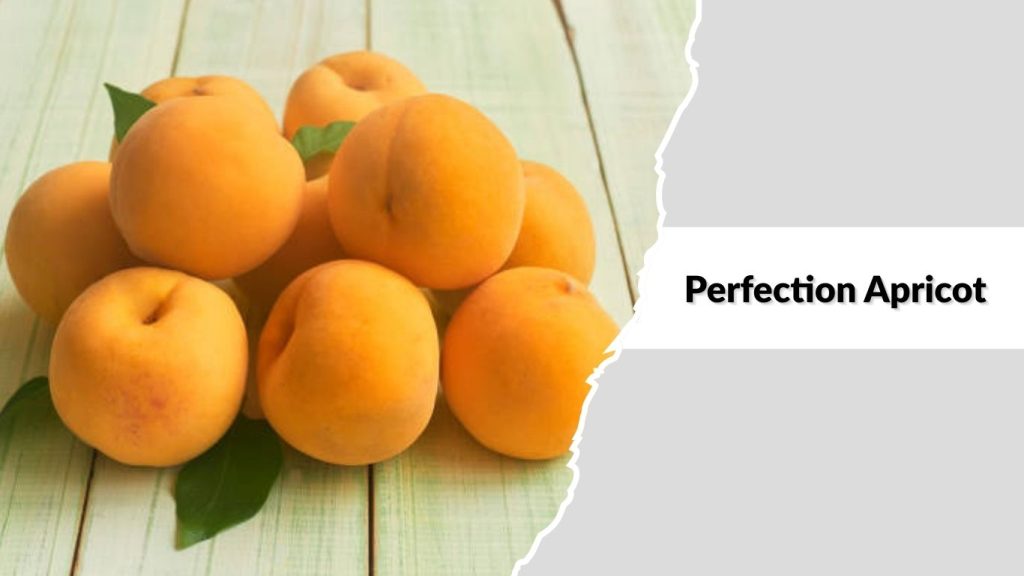 Perfection Apricot
